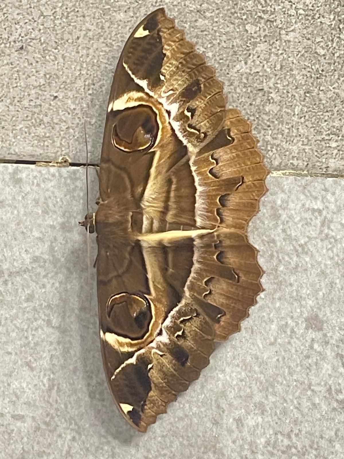 Fynd - 4